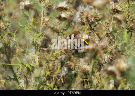 Europäische Stieglitz Carduelis carduelis, Erwachsene, Fütterung auf Thistle Samenköpfe, Schinken Wand RSPB Reservat, Somerset, UK, August Stockfoto