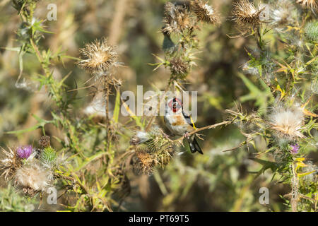 Europäische Stieglitz Carduelis carduelis, Erwachsene, Fütterung auf Thistle Samenköpfe, Schinken Wand RSPB Reservat, Somerset, UK, August Stockfoto