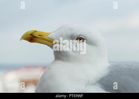 Europäische Silbermöwe Larus argentatus, Erwachsener, profil Kopf geschossen, Tallinn, Altstadt, Estland, Februar Stockfoto