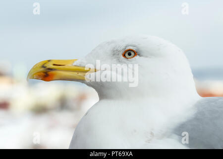 Europäische Silbermöwe Larus argentatus, Erwachsener, profil Kopf geschossen, Tallinn, Altstadt, Estland, Februar Stockfoto