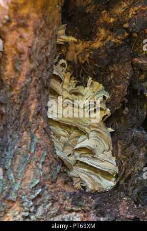 Europäische hornisse Vespa crabro, Nest in alten Wych elm Ulmus glabra Baum, Cleeve, Somerset, Großbritannien, Oktober Stockfoto