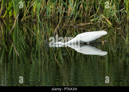 Silberreiher Casmerodius Albus, unreife Nicht-Zucht, Nahrungssuche im seichten Sumpf, Schinken Wand RSPB Reservat, Somerset, UK, Juni Stockfoto