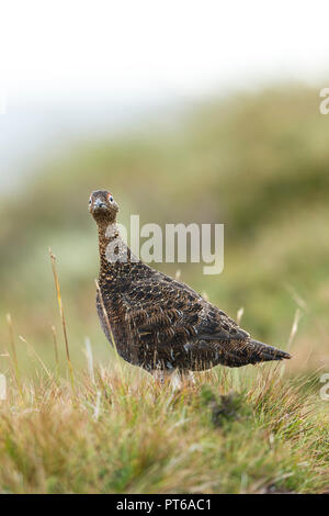 Moorschneehuhn Lagopus lagopus Scotica, männlich, gehen über das Moor, Glen Kyllachy, Highlands, Schottland, September Stockfoto