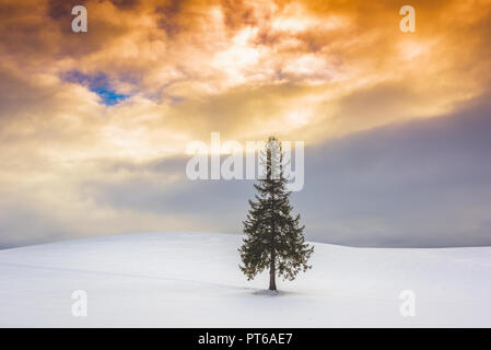 Biei, Hokkaido, Japan am Weihnachtsbaum im Winter. Stockfoto