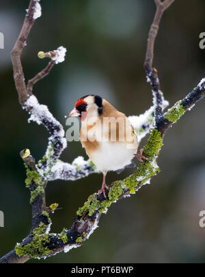 Stieglitz, Carduelis carduelis, auf einem schneebedeckten Zweig im Winter (überarbeitet) Stockfoto