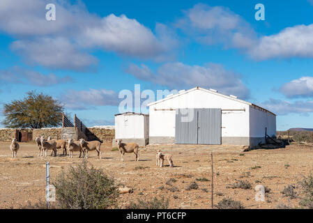 FRASERBURG, SÜDAFRIKA, August 7, 2018: Bauernhof Landschaft auf der Straße R 356 zwischen Loxton und Fraserburg in der Northern Cape Provinz. Schafe und eine Scheune ar Stockfoto