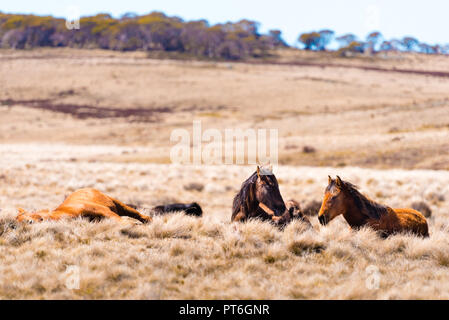Iconic Wild Horses Live kostenlos in den Australischen Alpen für fast 200 Jahre in Kosciuszko National Park, NSW, Australien Stockfoto
