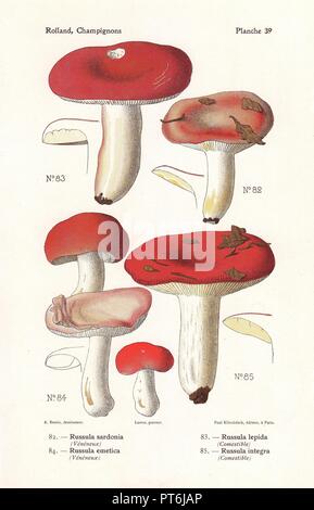 Austauschbare Psathyrella Psathyrella sardonia, die sickener emetica, Integra, die gesamte Psathyrella Psathyrella lepida. Chromolithograph von Bessin für Leons Rolland "Atlas des Champignons' 1911 gezeichnet. Stockfoto