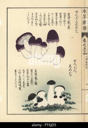 Zenbon shimeji Pilze, Tricholoma pes-caprae. Papierkörbe Holzschnitt von Iwasaki Kan'en "Honzo Zufu" (Illustrierte Anleitung an den Pflanzen), Japan, 1916. Stockfoto