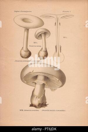 Die giftigen Narr Pilz Amanita Verna und eßbare Europäische weiße ei Pilz Amanita ovoidea.. . Chromolithograph von Leon Bavaria's 'Atlas des Champignons Comestibles et Veneneux" (1891). Stockfoto