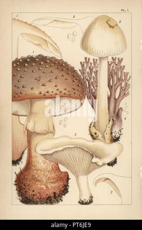 Blusher Pilz, Amanita Rubescens 1, Grisette, A. vaginata 2, Miller oder Bries, Clitopilus prunulus 3 und Coral Pilz, Clavulina Amethystina 4. Chromolithograph nach einer Illustration von M. C. Cooke aus seinem eigenen "Britische essbare Pilze, wie zu unterscheiden und wie sie zu kochen", London, Kegan Paul 1891. Mordecai Cubitt Cooke (1825-1914) war ein britischer Botaniker, Mykologe und Künstler. Er war Kurator der Indien Museum von 1860 bis 1879, als er zusammen mit der botanischen Sammlung zu den Royal Botanic Gardens, Kew, übertragen. Stockfoto