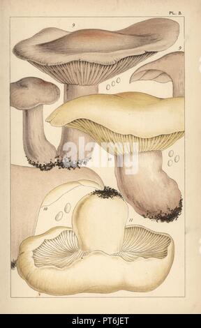 Holz blewit oder blauen Stiel Pilz, Lepista nuda 9, Feld blewit, Lepista personata 10, und St. George's Pilz, Calocybe gambosa 11. Chromolithograph nach einer Illustration von M. C. Cooke aus seinem eigenen "Britische essbare Pilze, wie zu unterscheiden und wie sie zu kochen", London, Kegan Paul 1891. Mordecai Cubitt Cooke (1825-1914) war ein britischer Botaniker, Mykologe und Künstler. Er war Kurator der Indien Museum von 1860 bis 1879, als er zusammen mit der botanischen Sammlung zu den Royal Botanic Gardens, Kew, übertragen. Stockfoto