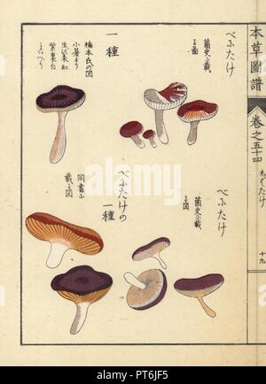 Benitake Sorten und Psathyrella fragilis Pilze. Papierkörbe Holzschnitt von Iwasaki Kan'en "Honzo Zufu" (Illustrierte Anleitung an den Pflanzen), Japan, 1916. Stockfoto