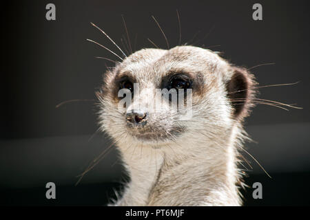 Dies ist eine Nahaufnahme eines meerkat Stockfoto