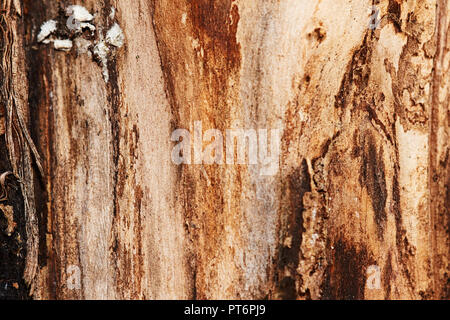 Schöne Textur von apple tree. Die Rinde wird aus dem Baum entfernt. Als Textur, eine Apple Tree Trunk ohne Rinde verwendet. Textur 'Apple Tree". Stockfoto