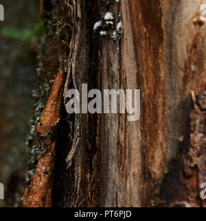 Schöne Textur von apple tree. Die Rinde wird aus dem Baum entfernt. Als Textur, eine Apple Tree Trunk ohne Rinde verwendet. Textur 'Apple Tree". Stockfoto