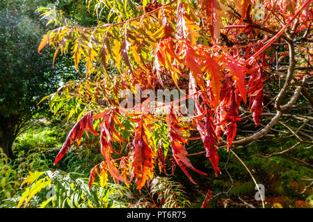 Glatter Sumac, Rhus glabra 'Laciniata' in herbstlicher Gartenpflanze Stockfoto