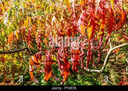 Glatte Sumac, Rhus glabra 'Baumannii', Garten Laub im Herbst Stockfoto