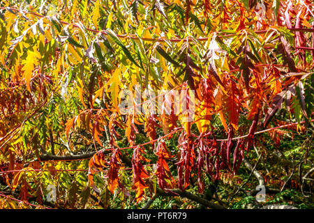 Glatte Sumac, Rhus glabra 'Baumannii' im Herbst Stockfoto