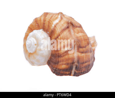 Große Rapana Wellhornschnecken Shell isoliert auf weißem Hintergrund Stockfoto