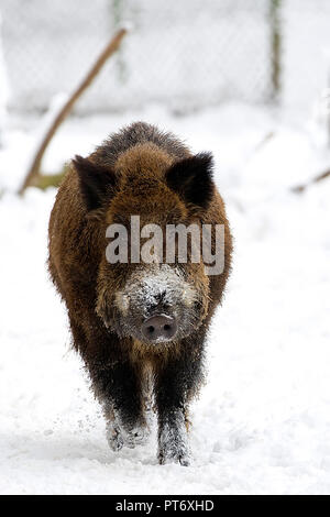 Wildschweine in freier Wildbahn im Winter Stockfoto