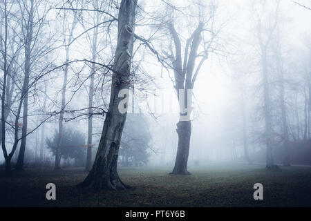 Unheimliche Begegnung im Wald, zwei große Bäume im Nebel, Park Stockfoto