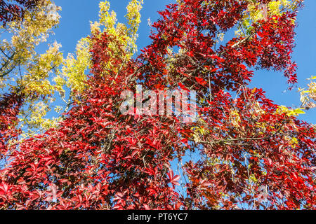 Indisches Sommerwetter Herbstlaub, buntes Laub Virginia Creeper klettert auf Baum schöner Spätsommer Stockfoto