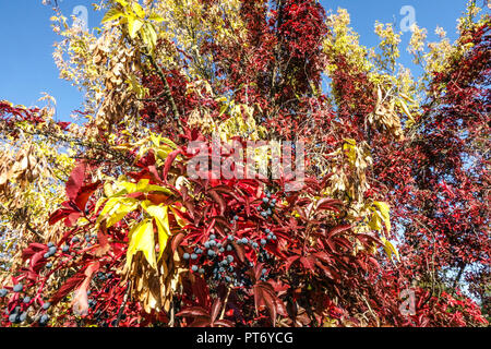 Im indischen Sommer, im farbenfrohen Herbst, klettert der Virginia Creeper auf einen Baum Stockfoto