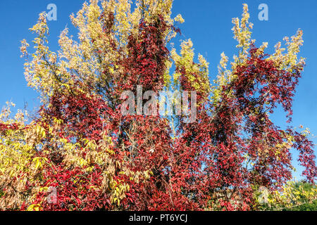 Indian Summer Virginia Creeper klettert auf Acer Negundo Baum, rot gelbe Herbstblätter Stockfoto