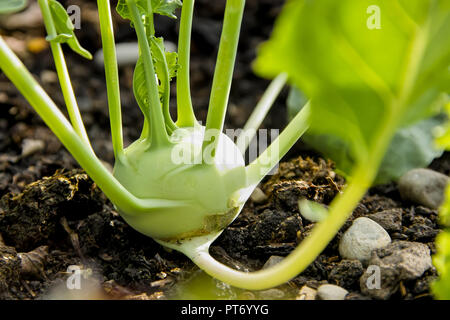 Weißen Rübe Kohl im Gemüsebeet, Brassica oleracea, Bayern, Deutschland, Europa Stockfoto