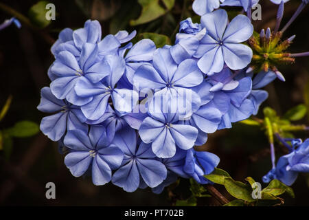 Plumbago Royal Cape Stockfoto