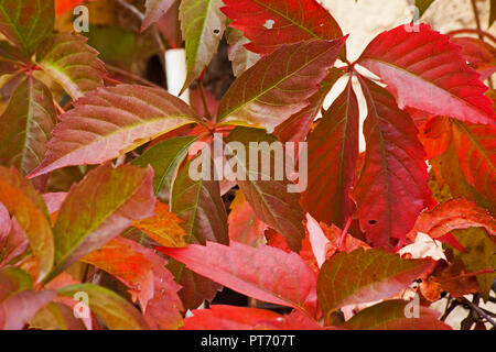 Virginia Creeper (parthenocissus Subtomentosa) Stockfoto