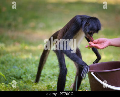 Geoffroy's Spider Monkey von einem Hausmeister zugeführt. Dieses primas wird auch als schwarz-übergeben spider Monkey oder Ateles geoffroyi bezeichnet. Stockfoto