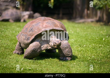 Nahaufnahme, Porträt einer Riesenschildkröte Stockfoto