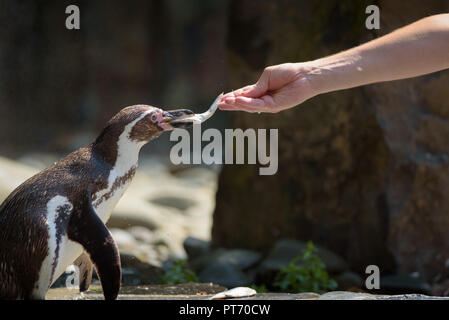 Hand Fütterung von Humboldt Pinguin mit Fisch Stockfoto