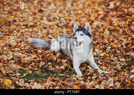 Siberian husky Hund mit blauen Augen lügen. Herbst Wald Hintergrund mit gelben Blättern Stockfoto