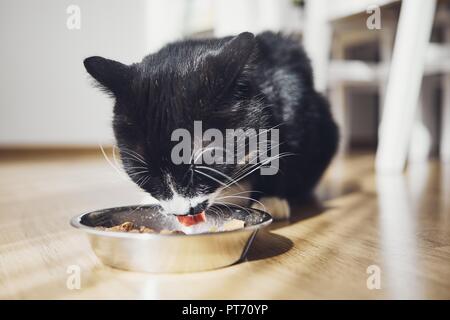 Nahaufnahme der schwarze Katze beim Essen essen aus der Schüssel zu Hause. Stockfoto