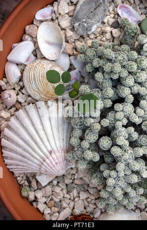 Kakteen und Adria Muscheln in einem Topf Stockfoto