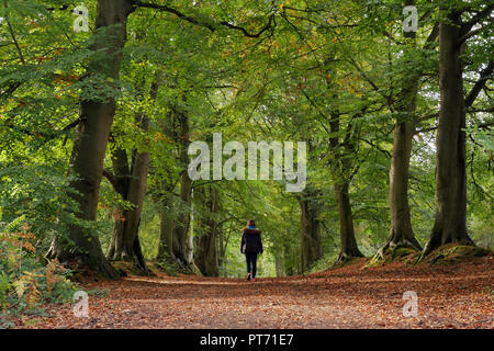Junges Mädchen zu Fuß durch Herbst Wald mit Blättern, die gerade erst anfangen, Farbe und einige braune Blätter auf den Boden gefallen. Stockfoto