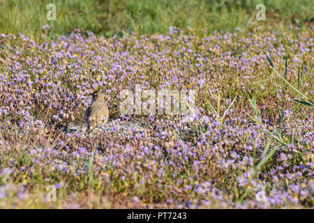 Illmitz: Crested Lark, Haubenlerche (Galerida cristata), blühende Wiese mit Meer aster, Seashore, Strand-Aster Aster (Aster Tripolium pannonicum, tr Stockfoto