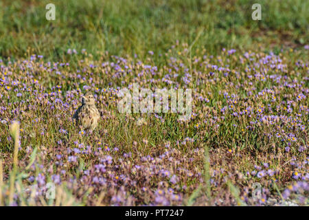 Illmitz: Crested Lark, Haubenlerche (Galerida cristata), blühende Wiese mit Meer aster, Seashore, Strand-Aster Aster (Aster Tripolium pannonicum, tr Stockfoto