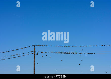 Illmitz: Vögel Schwarm von common Starling (Stern, Sturnus vulgaris) Sitzen aufgereiht an Freileitungen in Neusiedler See (Neusiedler See) Nationale p Stockfoto