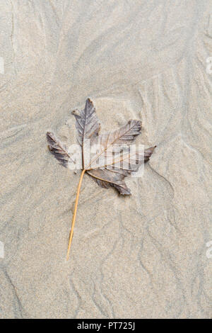 Herbstliches Blatt im nassen Strandsand gefangen. Abstrakte Blattstruktur. Stockfoto