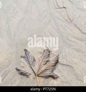 Herbstliches Blatt im nassen Strandsand gefangen. Abstrakte Blattstruktur. Stockfoto