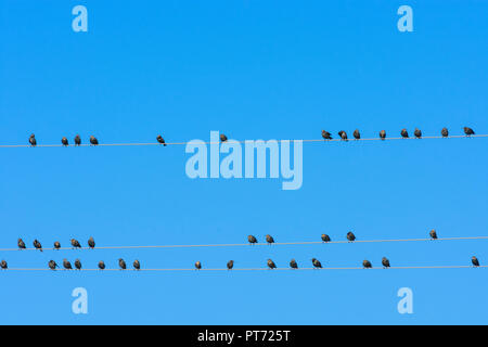 Illmitz: Vögel Schwarm von common Starling (Stern, Sturnus vulgaris) Sitzen aufgereiht an Freileitungen in Neusiedler See (Neusiedler See) Nationale p Stockfoto