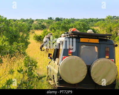 Safari Jeep mit einem Elefanten hinter einen Busch in einem Game Drive Stockfoto