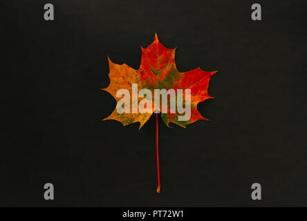 Herbst Blatt isoliert auf einem schwarzen Hintergrund Stockfoto