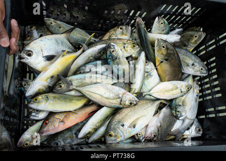 Nahaufnahme auf frischen Fisch fangen an der Küste von Santa Marta, Kolumbien. Sep 2018 Stockfoto