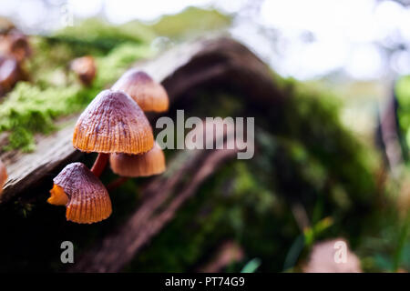 Tinte cap Pilze wachsen auf einem tot in einem Wald im Herbst anmelden Stockfoto