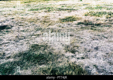 Berlin, Deutschland, 31. August 2018: verdorrten Rasen mit Gras getrocknet, und aufgrund der sehr heißen Sommer Stockfoto